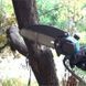 Пила ланцюгова акумуляторна 8" Krafftec в кейсі 68135 фото 2